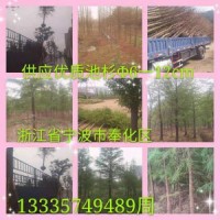 大量供應優(yōu)質池杉，胸徑5-15公分