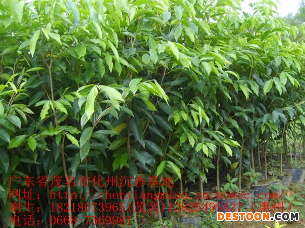 點(diǎn)擊打開(kāi)原圖