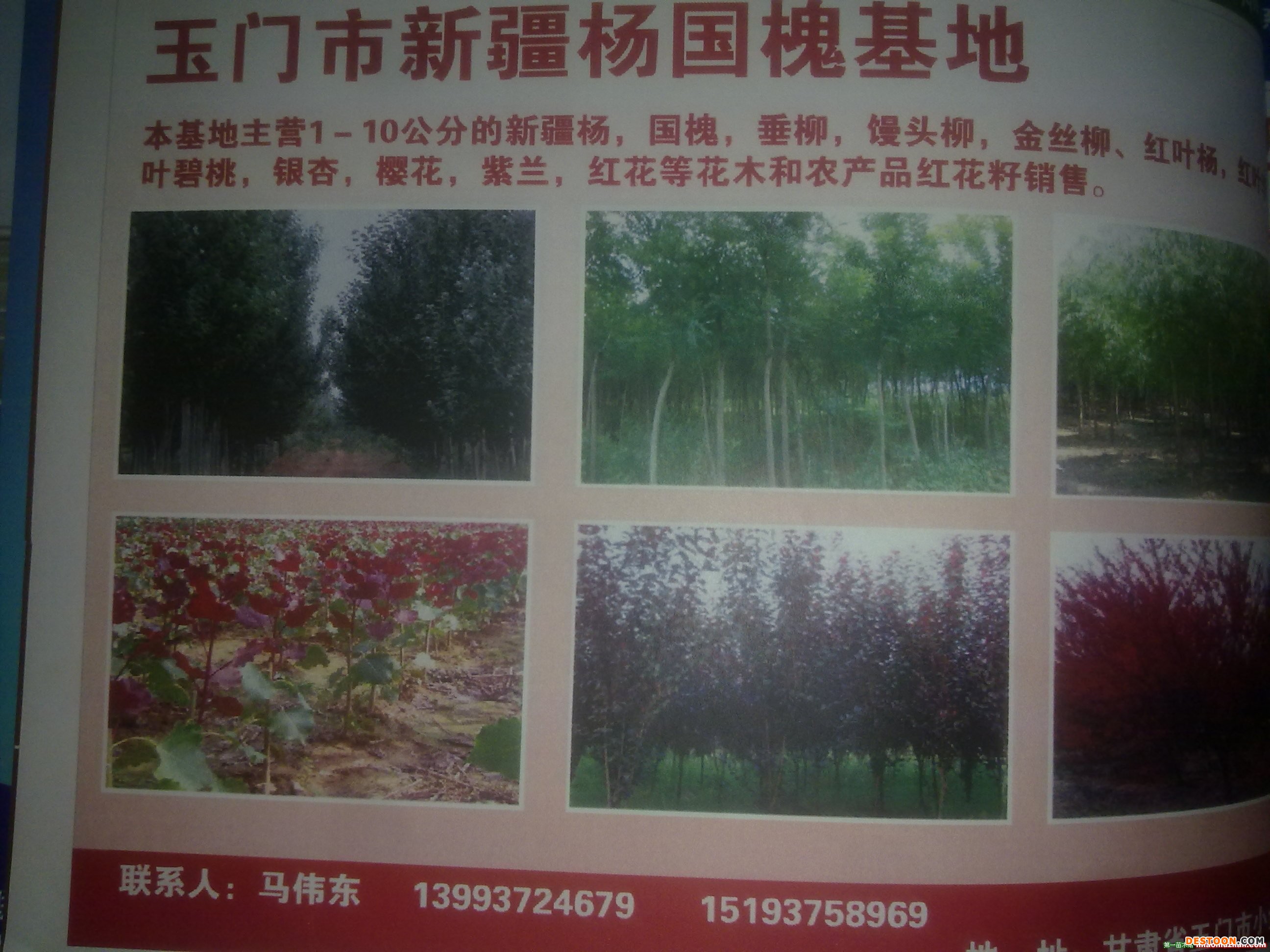 甘肅省玉門市勝龍苗木基地