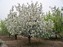 八棱海棠樹 八棱海棠樹