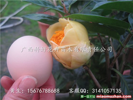 南寧金花茶，廣西金花茶