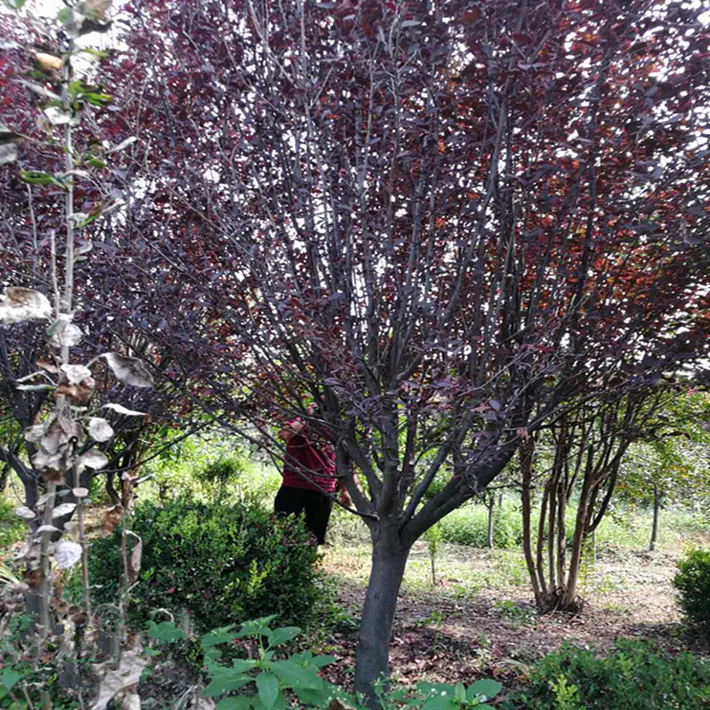 微信圖片_20170922090102_副本