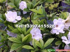 梔子花的繁殖方法、習(xí)性已經(jīng)梔子花圖片