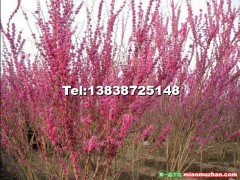 紫荊樹在園林綠化中的應(yīng)用和紫荊樹病蟲害的防治