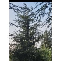 銷售各種規(guī)格雪松