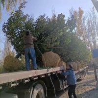 16公分八棱海棠樹