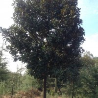 雪松白玉蘭廣玉蘭