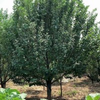 17公分八棱海棠價格