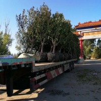 八棱海棠樹價格