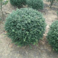 龜甲冬青批發(fā)