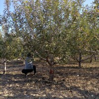 14公分八棱海棠樹