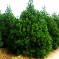 常年供應各規(guī)格白皮松