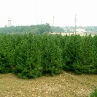 白皮松出售 量大從優(yōu)