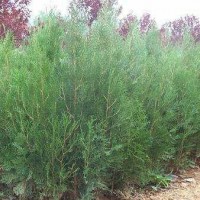 優(yōu)質(zhì)特價側(cè)柏