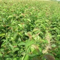 核桃苗批發(fā)