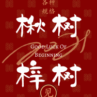 四公分楸樹(shù)