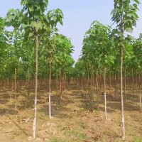 七公分楸樹(shù)