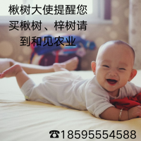 20公分梓樹(shù)