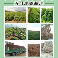 爬山虎，五葉地錦專攻