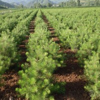 緊急處理白皮松