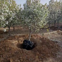 8公分八棱海棠價(jià)格