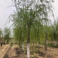 青皮垂柳