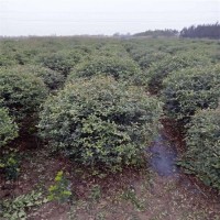 沭陽火棘球基地