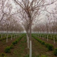 北欒樹10-16公分