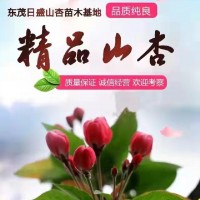 15公分山杏樹(shù)價(jià)格