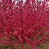 紅葉碧桃