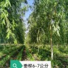 柳樹(shù)出售各種規(guī)格柳樹(shù)