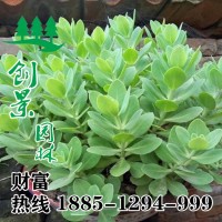 八寶景天基地直銷