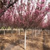 供各種櫻花紫薇黑松