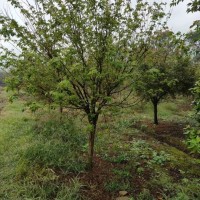 雞爪槭退林8到12公分