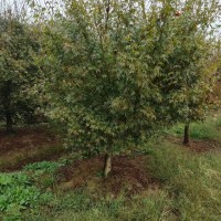 雞爪槭退林8到12公分