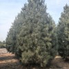 6米白皮松